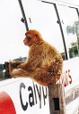 (c) Feh�rv�r Travel