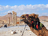 (c) Feh�rv�r Travel